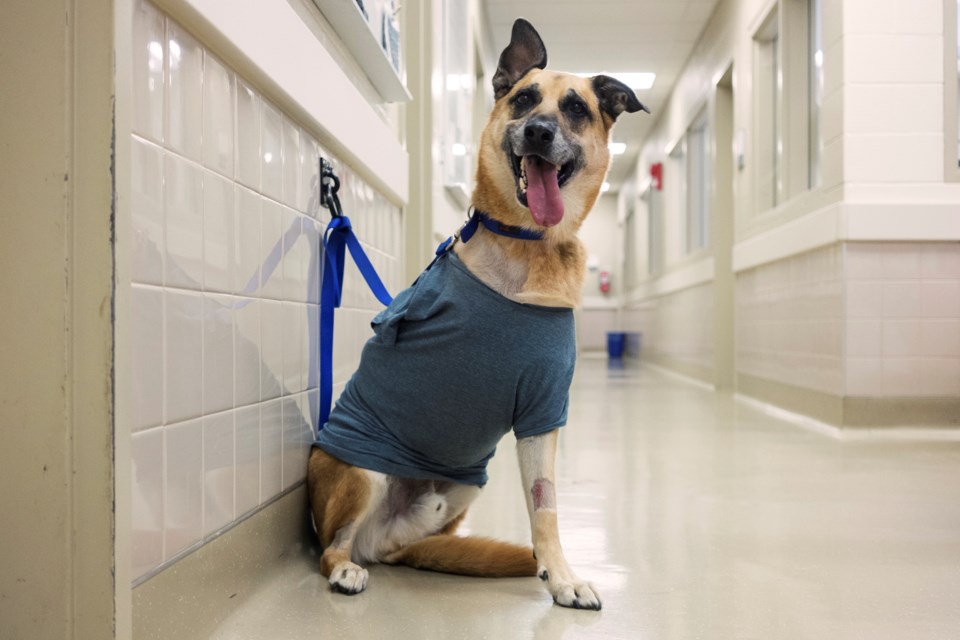 Fenway, age 7, waits in a hallway after having blood drawn at the Animal Cancer Centre in Guelph. About two weeks ago, Fenway had his front right leg amputated because of bone cancer. Kenneth Armstrong/GuelphToday